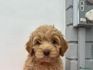 Cockapoo dogs Cockapoo puppies ready now!! - Advert 2