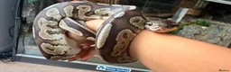 Python Snake reptiles for sale: Ball Python - Advert 3