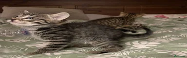 Mixed Breed 3