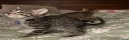 Mixed Breed cats for sale: British Blue Tabby X Domestic Short Hair Kittens in Luton - Advert 4