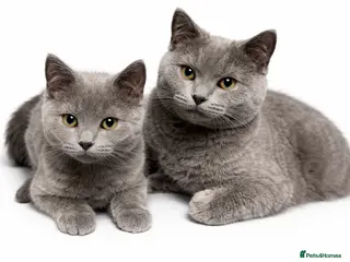 Mixed Breed cats Beautiful kittens looking for forever home in Stoke-on-Trent - Advert 1