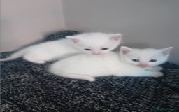 Mixed Breed cats for sale: Kittens  - Image 1