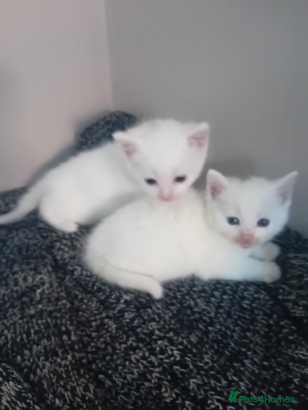 Mixed Breed cats for sale: Kittens  - Image 1