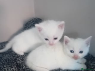 Mixed Breed cats for sale - Advert 1