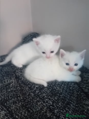 Mixed Breed cats - Advert 1