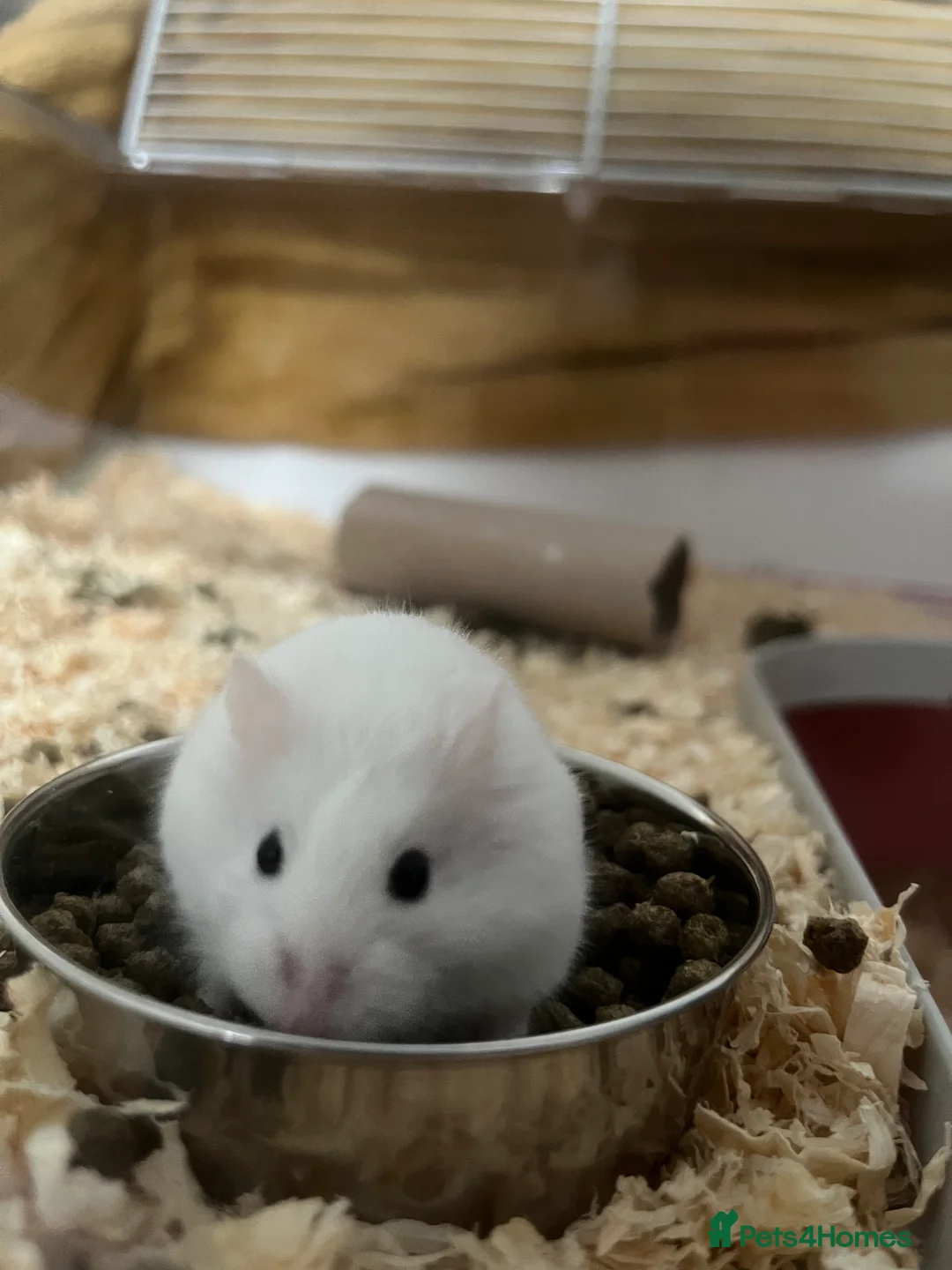 Hamster rodents for sale: Dwarf hamster for sale - Advert 1