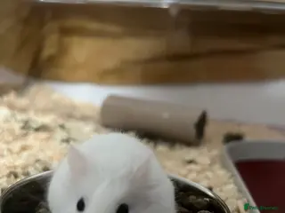 Hamster rodents Dwarf hamster for sale in Lincoln - Advert 2