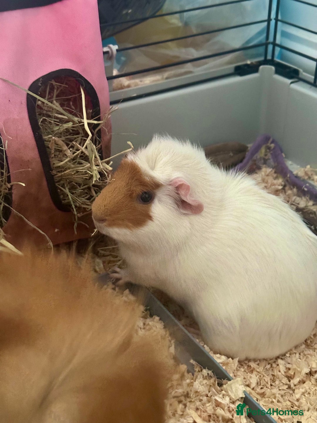 Guinea Pig rodents for sale: Two female guinea pigs for rehome - Image 4