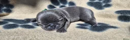 Pug dogs for sale: 3x pug girls 1x pug boy in Southend-on-Sea - Advert 8