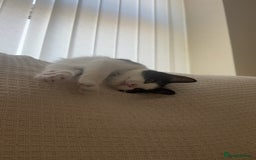 Mixed Breed cats for sale: 7 month old kitten for rehome  - Image 3