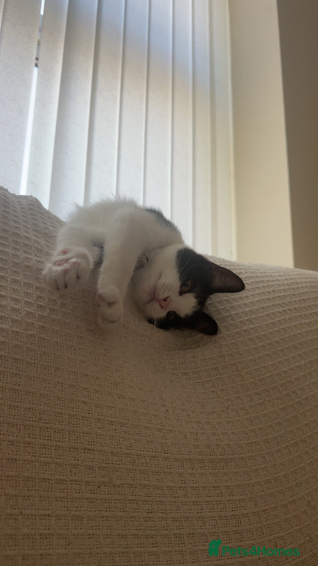 Mixed Breed cats for sale: 7 month old kitten for rehome  - Image 3