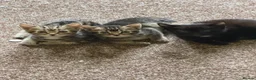 Mixed Breed cats for sale: Mixed kittens  - Advert 10