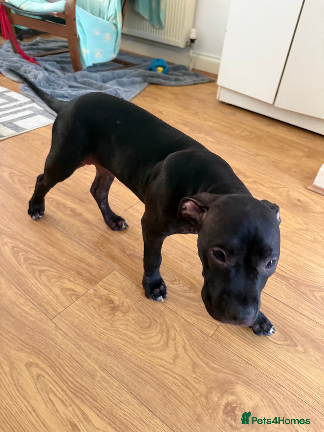 Staffordshire Bull Terrier dogs for sale: Staffy Puppy's for sell in Liverpool - Image 17