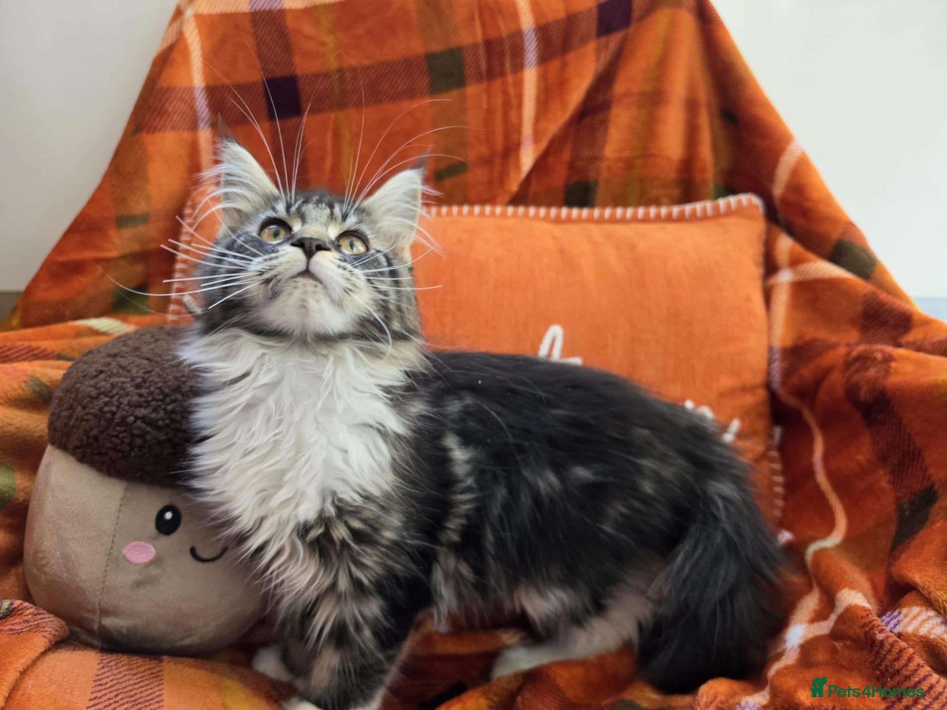 Maine Coon cats BEAUTIFUL MAINE COON KITTENS, POLY AND NON POLY  - Advert 2