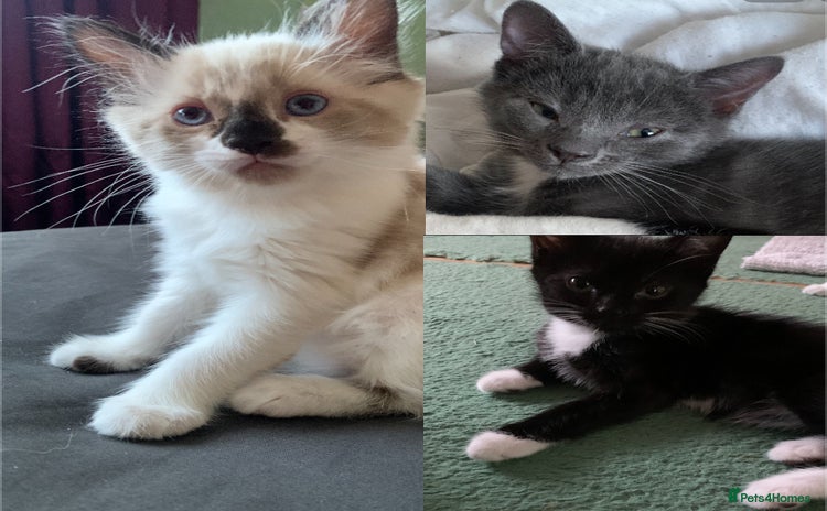 Mixed Breed cats - Advert 1