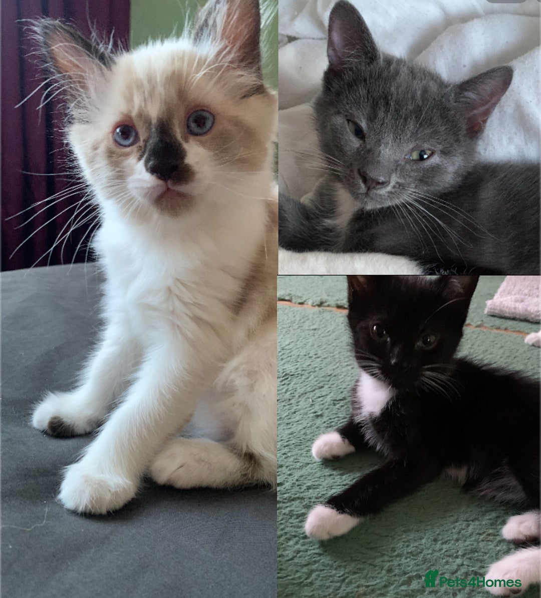 Mixed Breed cats for sale: Ragdoll, Russian blue & tuxedo kitten - Image 1