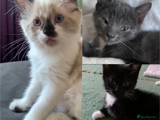 Mixed Breed cats - Advert 29