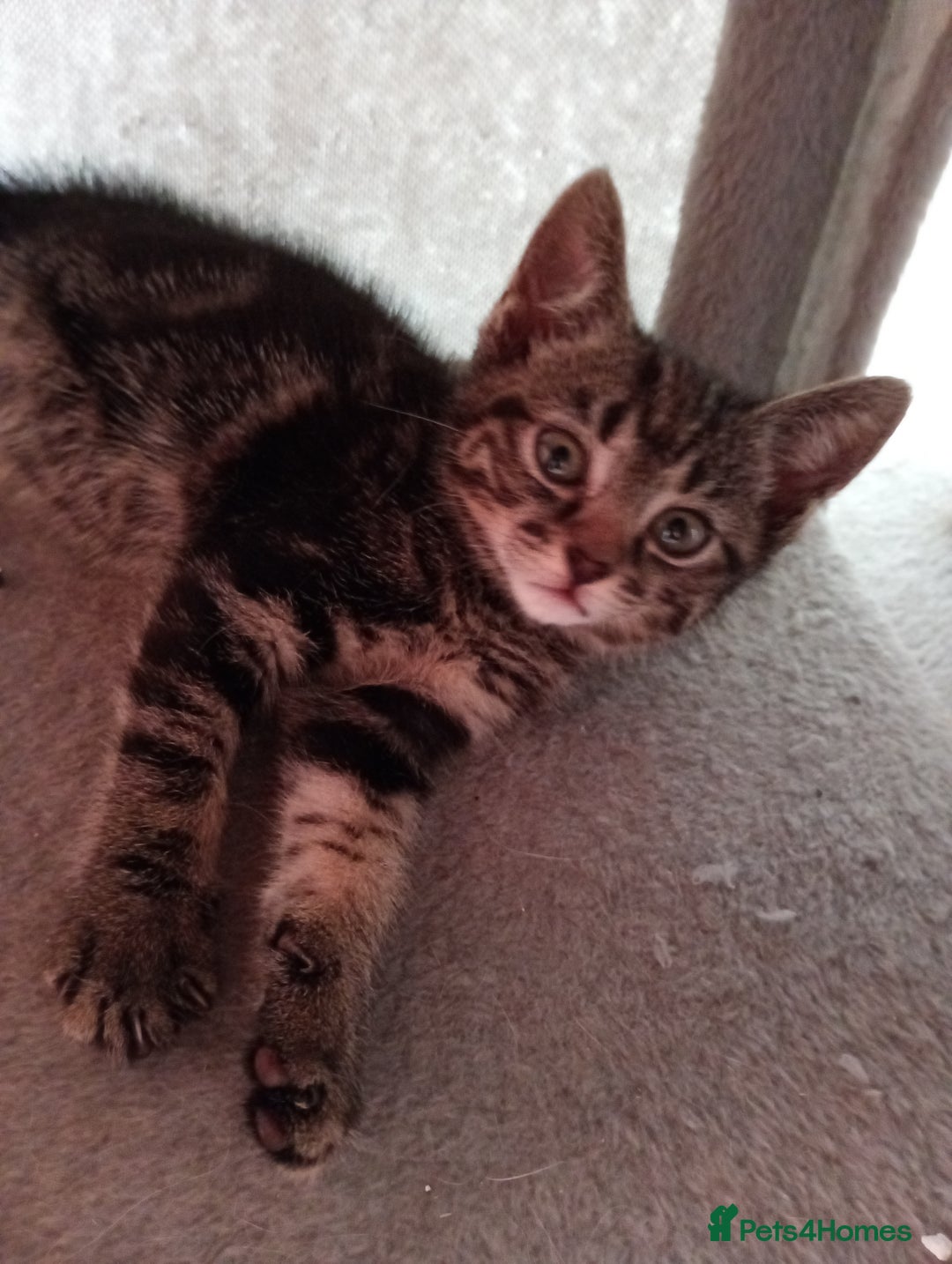 British Shorthair cats for sale: Beautiful British shorthair kittens 90£ for two in West Drayton - Image 1