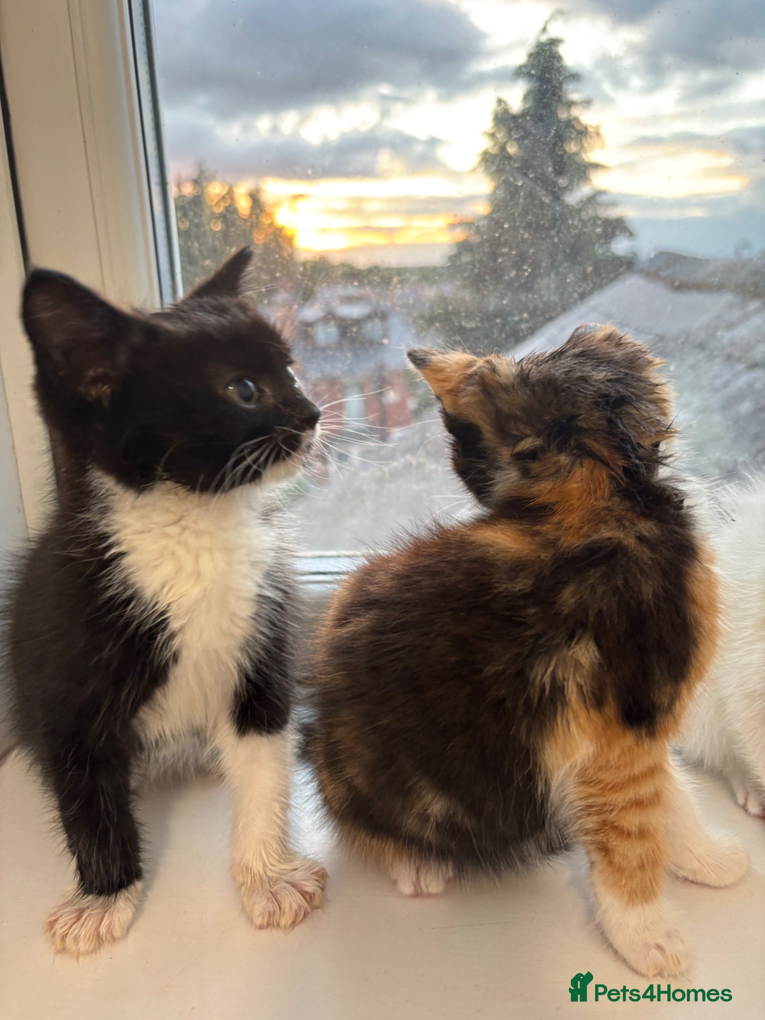 British Shorthair cats for sale: Kittens for sale  - Advert 8