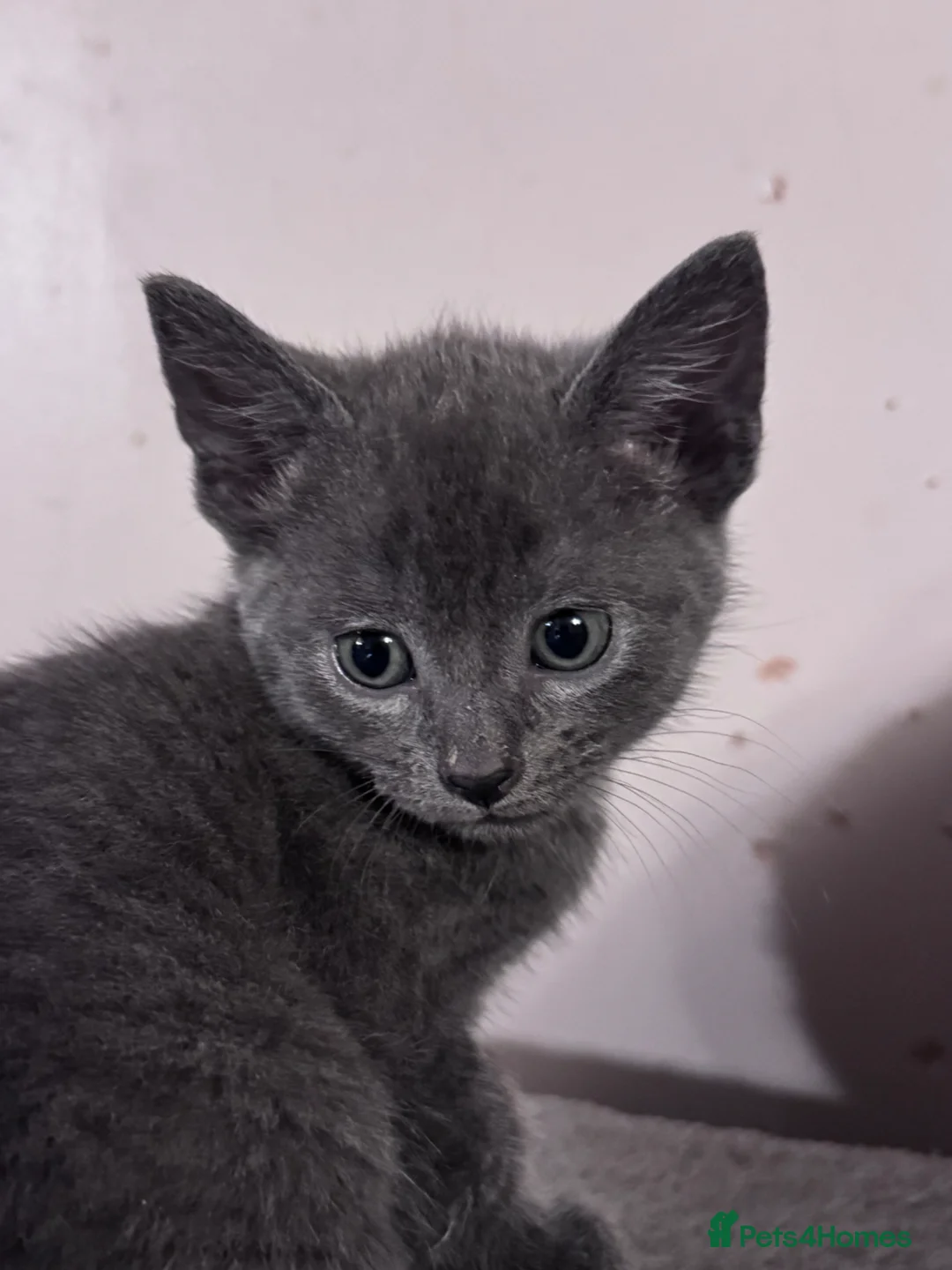 British Shorthair cats for sale: Grey British short hair  - Advert 2