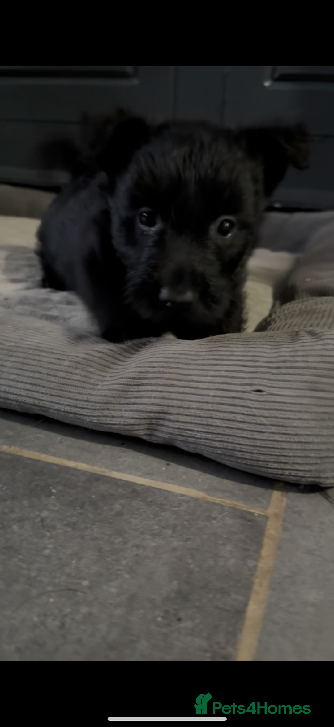 Scottish Terrier dogs for sale: Gorgeous Scottish terrier puppies - Image 5