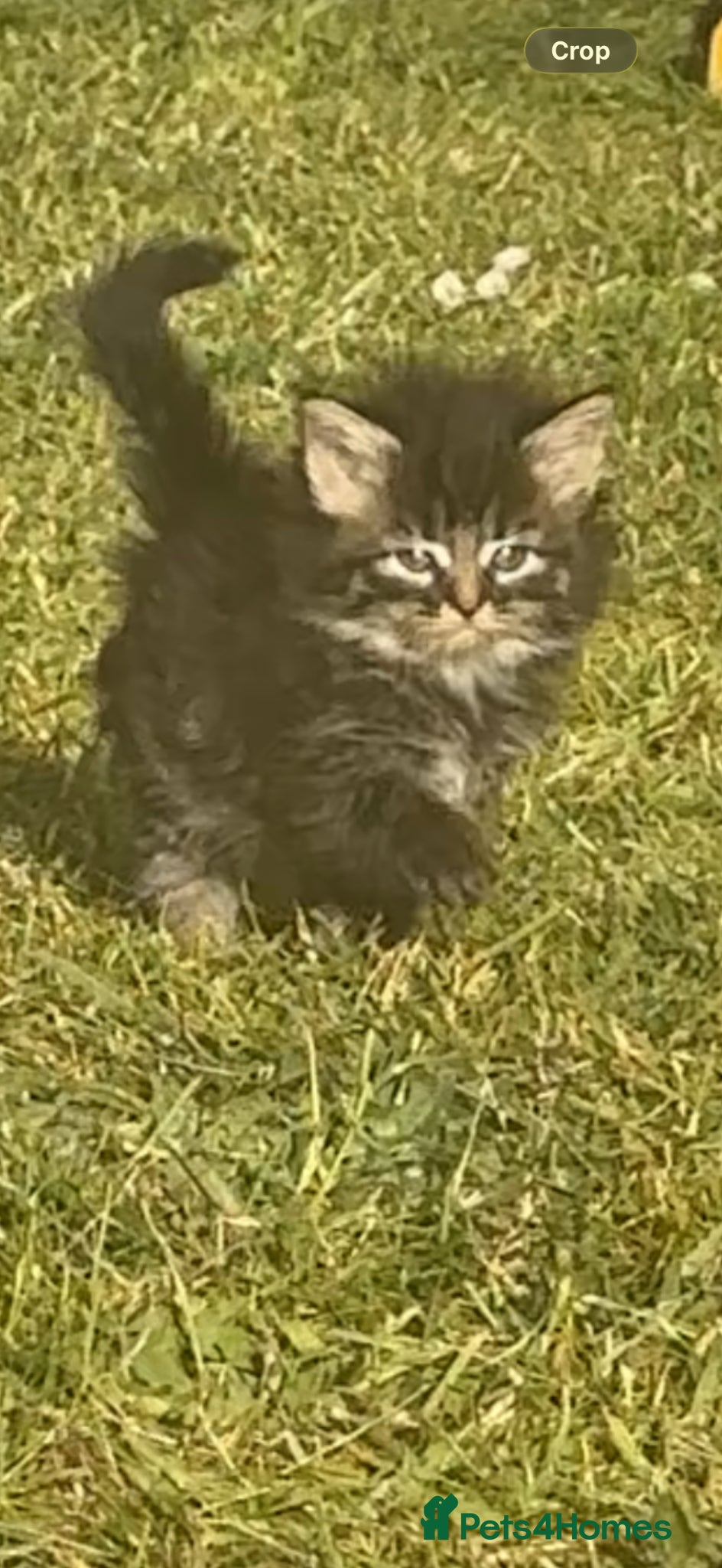 Mixed Breed cats Mixed breed kittens  - Advert 9