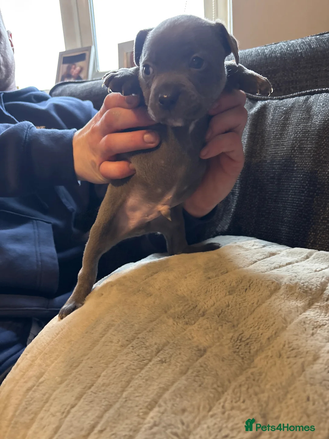 Staffordshire Bull Terrier dogs for sale: Beautiful litter of Staffordshire bull terrier  - Advert 9