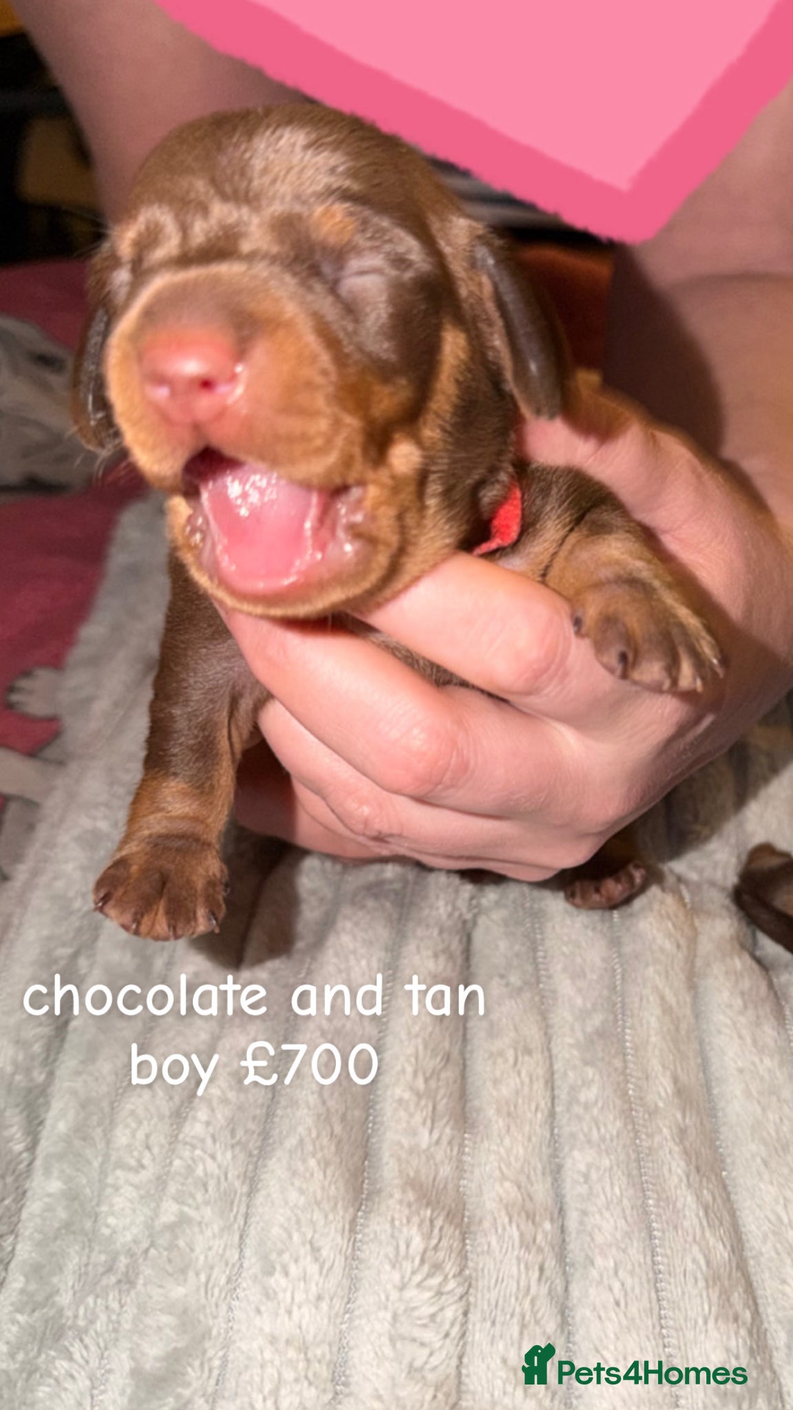 Dachshund Puppy 1