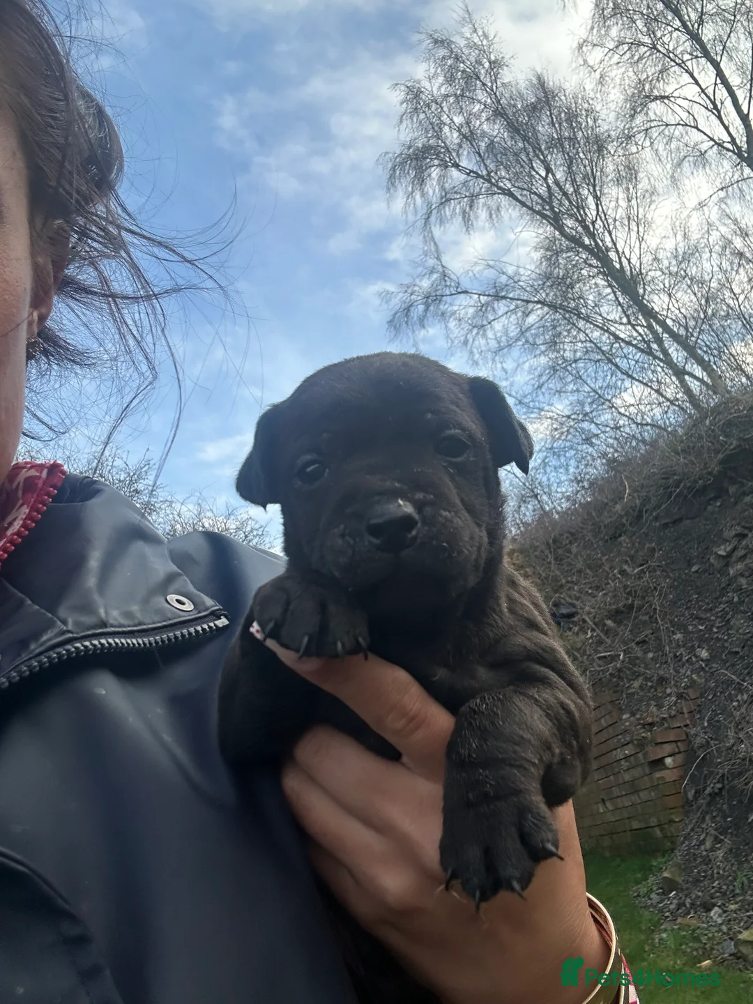 Patterdale Terrier dogs for sale: Stunning Patterdale pups  - Advert 12