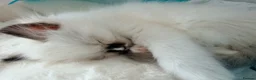 Ragdoll cats for sale: GCCF Ragdoll Kittens Championlines  - Advert 10