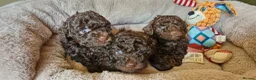 Toy Poodle dogs for sale: KC REG CHOCOLATE TOY POODLE PUPPYS  - Advert 12