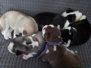 Siberian Husky dogs - Advert 4