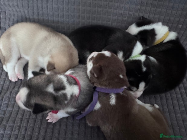 Siberian Husky dogs - Advert 3