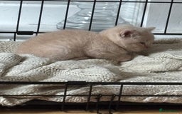 British Shorthair cats for sale: Stunning British Blue Shorthair Kittens - Image 2