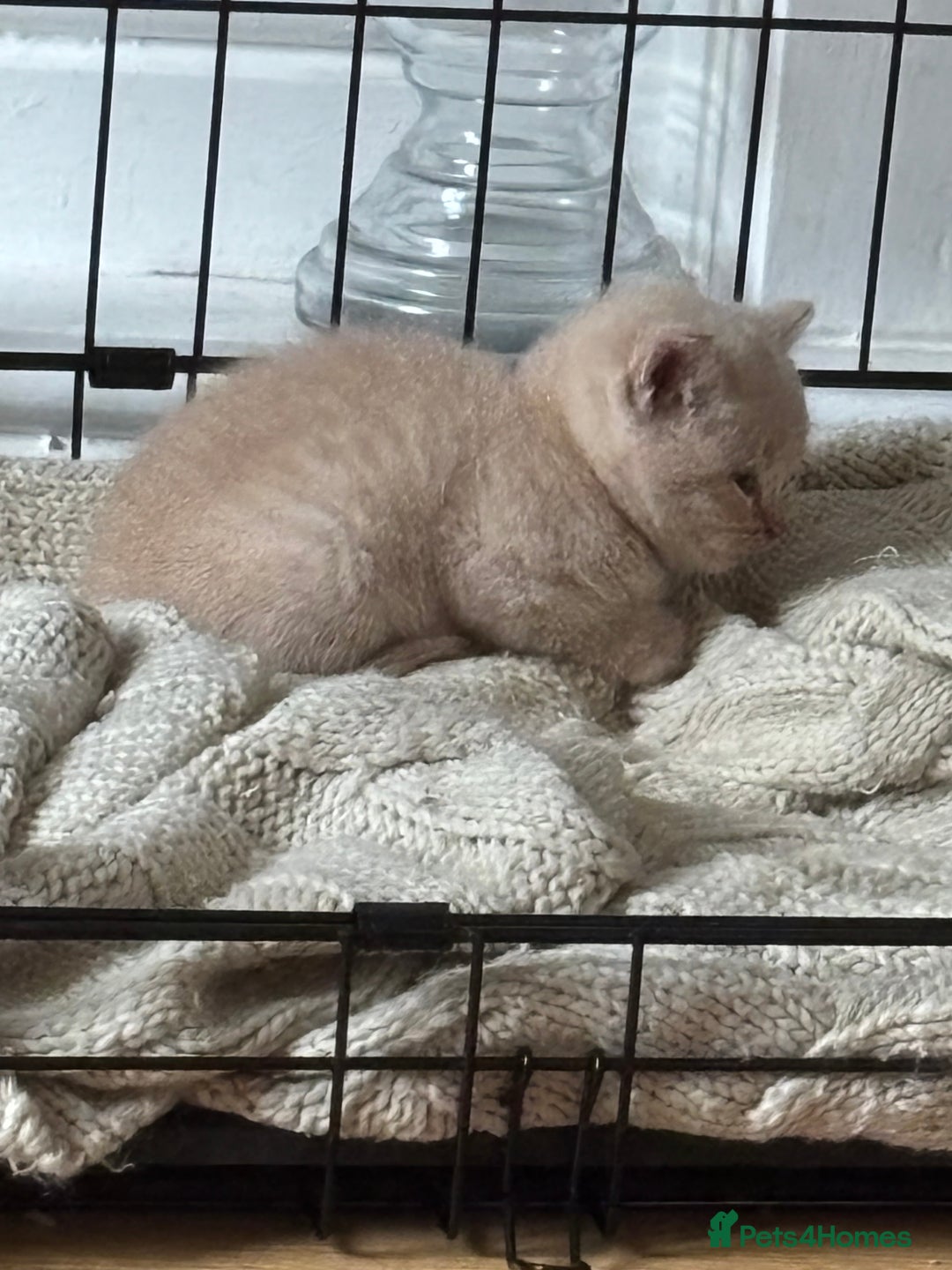 British Shorthair cats for sale: Stunning British Blue Shorthair Kittens - Image 2