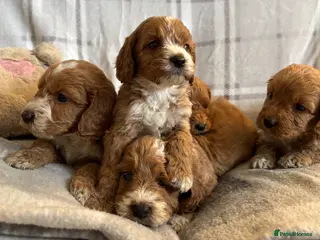 Cockapoo dogs F1b cockapoo puppies - Health test clear - Advert 12