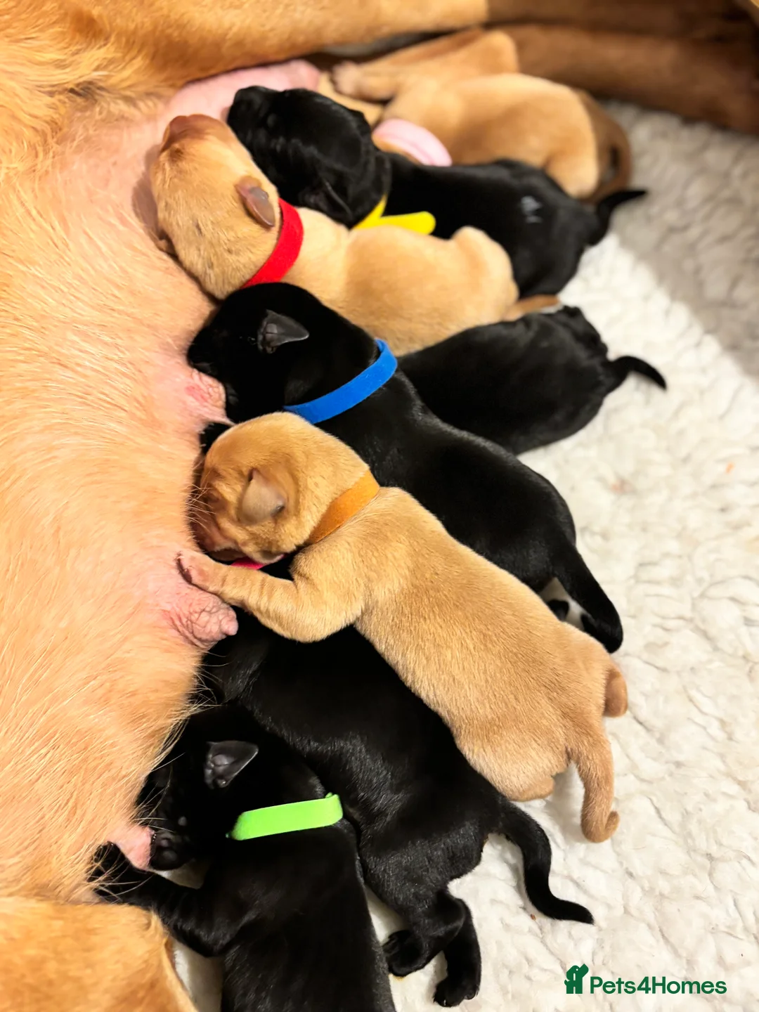 Labrador Retriever dogs for sale: 🐾KC Registered Fox Red & Black Labrador Puppies🐾 - Advert 4