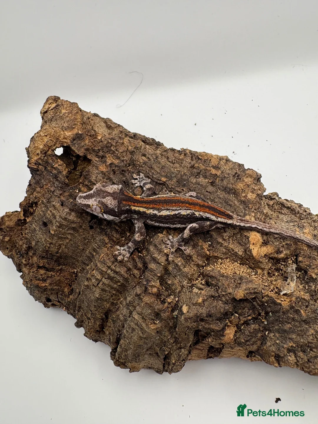 Gecko reptiles for sale: Baby gargoyle gecko mix morphs  - Advert 1