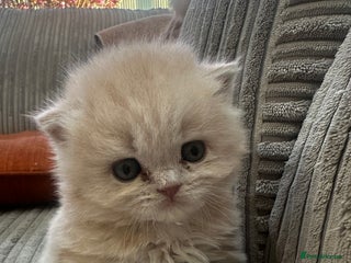 British Longhair cats Beautiful Cream BLH Cream Baby Boy GCCF/TICA in Warrington - Advert 10