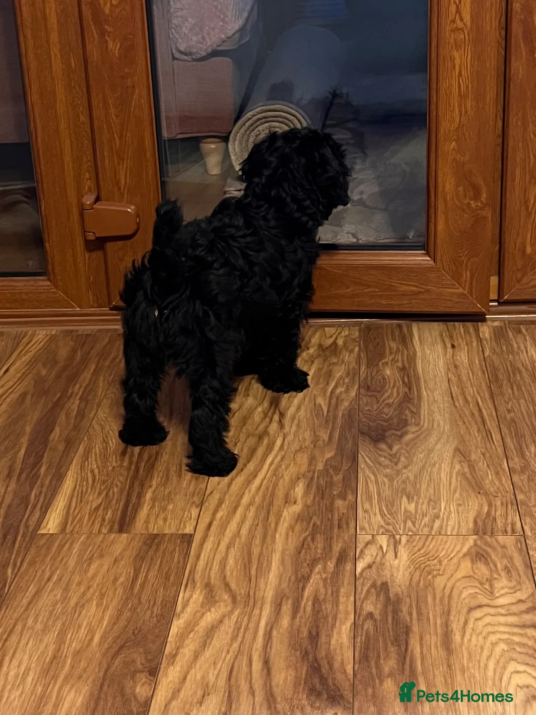 Cockapoo dogs for sale: 11 wk old cockerpoo male - Advert 2