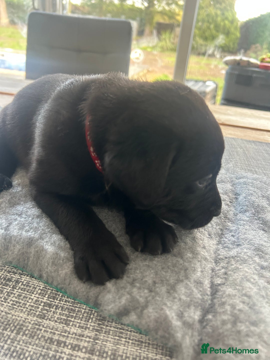 Labrador Retriever dogs for sale: Stunning KC Reg Labrador puppies - Advert 9