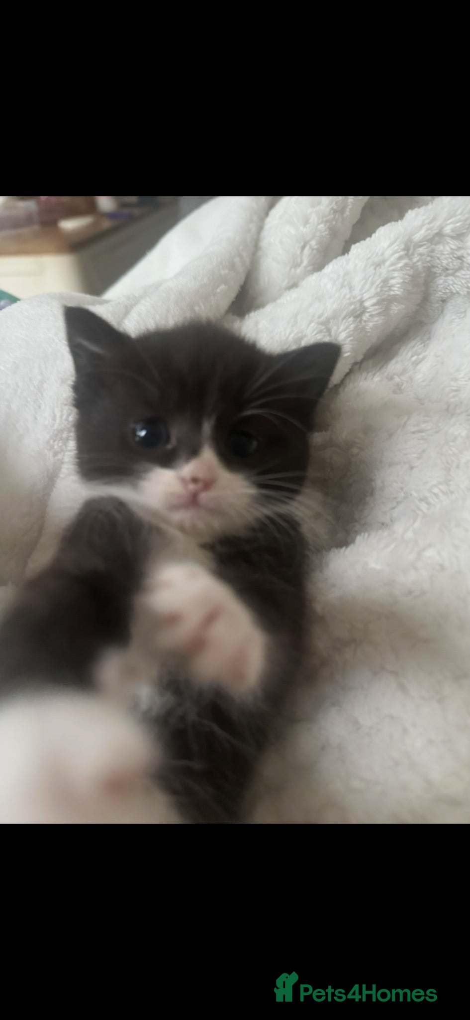 British Shorthair cats British shorthair x  - Advert 4