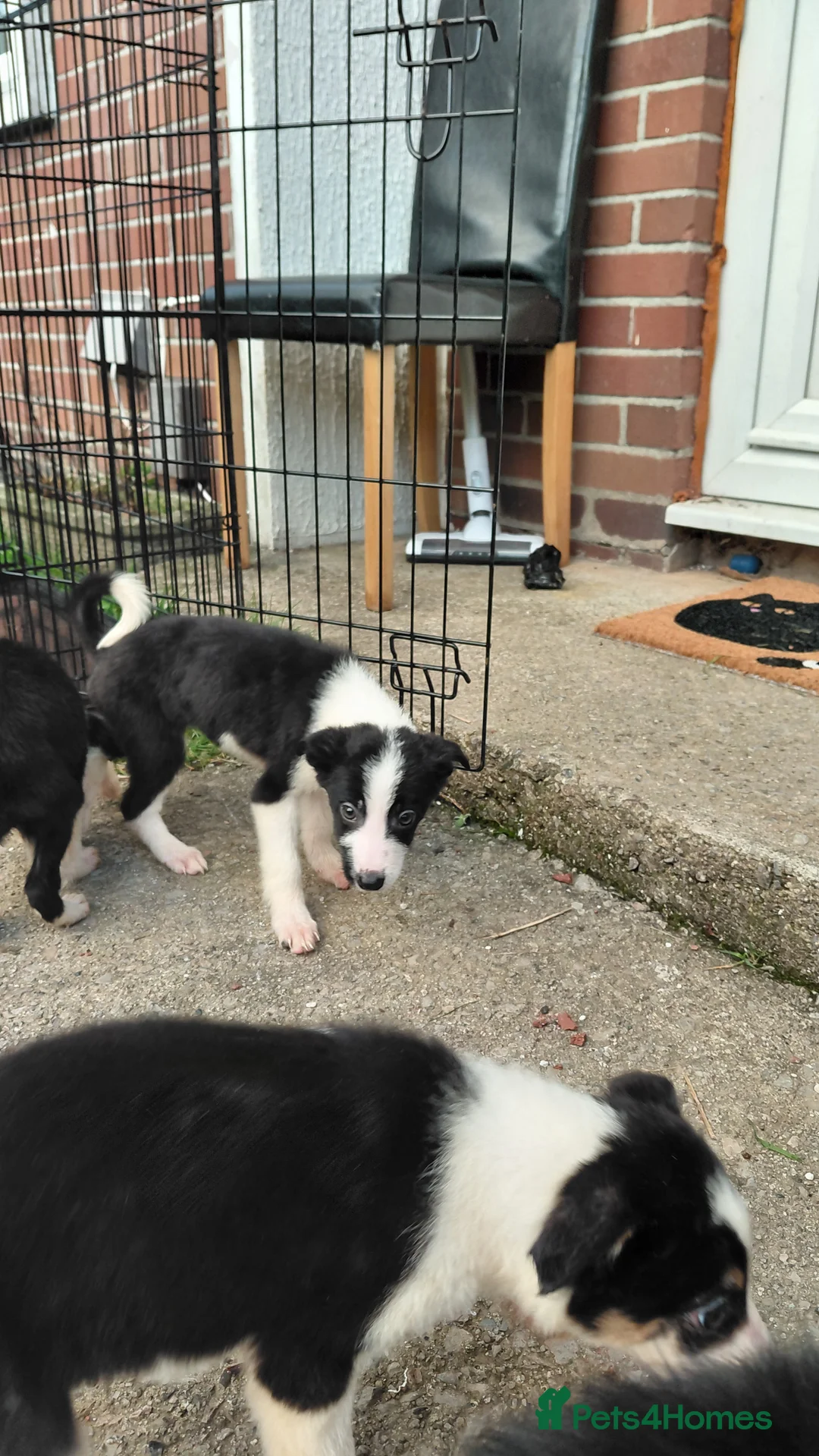 Border Collie dogs for sale: Border collie puppies tris + b/w - Advert 3