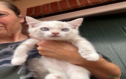Mixed Breed cats for sale: Persian cross Ragdoll kittens real stunners - Image 21