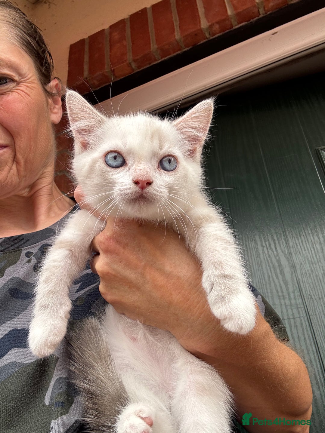 Mixed Breed cats for sale: Persian cross Ragdoll kittens real stunners - Image 21