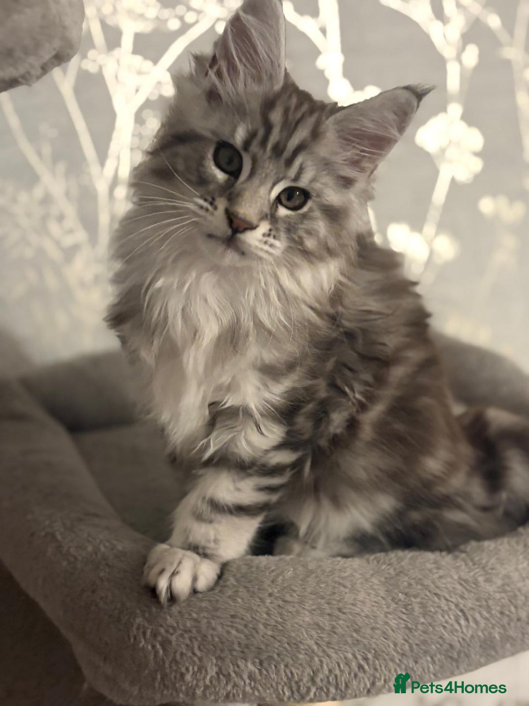Maine Coon cats for sale: Ready to leave quality Maine coon kittens - Advert 14