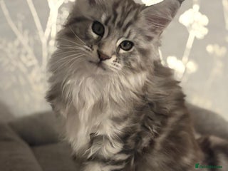 Maine Coon cats Top quality Maine coon kittens - Advert 12