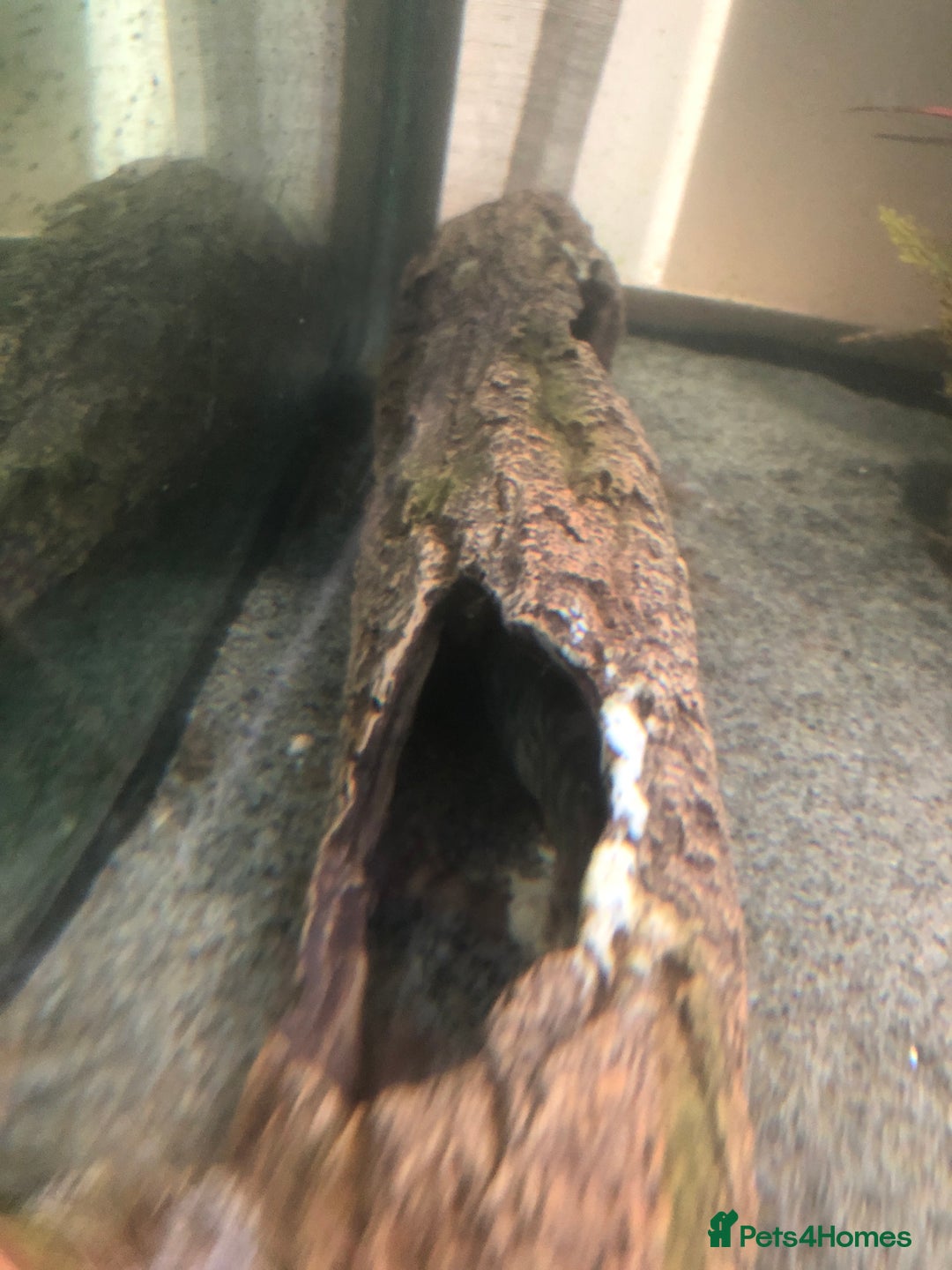 Other/Mixed Breed fish for sale: Free to Good home - Image 3