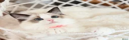 Ragdoll cats for sale: Stunning  Champion lines Ragdoll kittens  - Advert 4