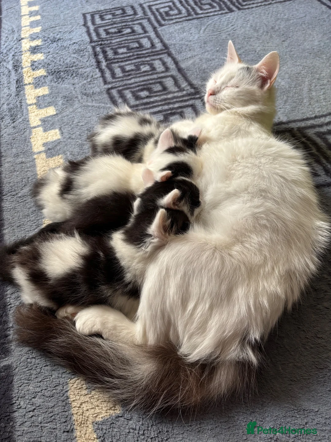 Turkish Angora cats for sale: Poppy ready to find a loving home  - Advert 2